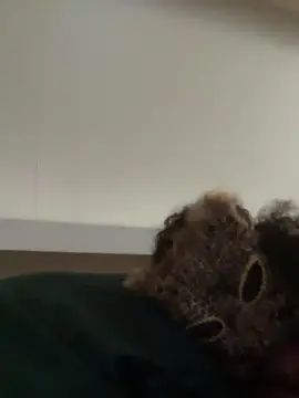 Stream the uncensored video of Gay sex chat with Nobarkjustbite