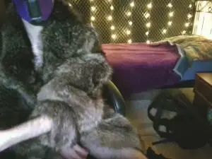 View this hardcore video of Gay sex chat with PupFluff
