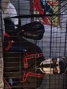 Watch the uncensored scene of Gay sex chat with Timeoutpuppy